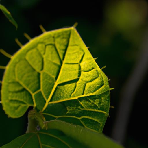 How Plants Make Food