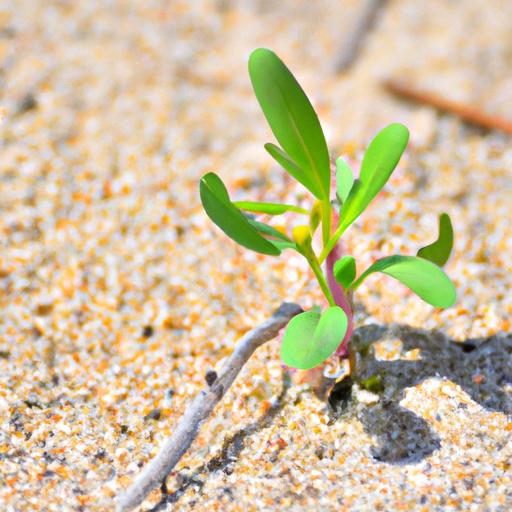 Will Plants Grow In Sand